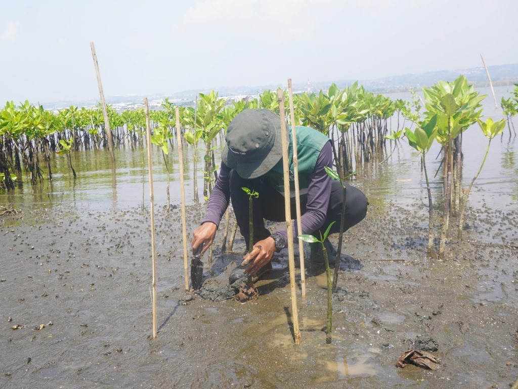 Adopsi Mangrove Choi Jungeun 'izna'