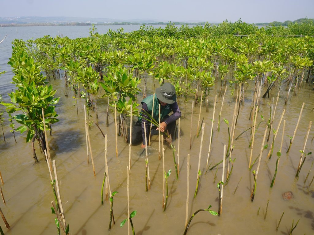 Penanaman Adopsi Mangrove PT Versuni Homelife Indonesia