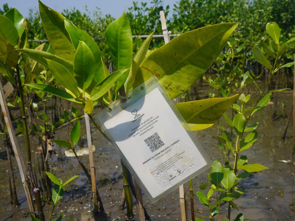 Hasil Pemantauan Adopsi Mangrove Bulan Juni 2025