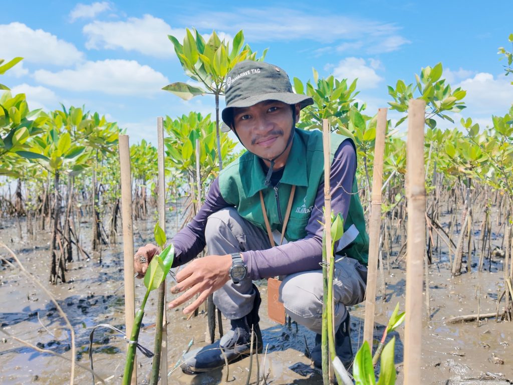 Penanaman mangrove hasil Adopsi Mangrove asal Belanda