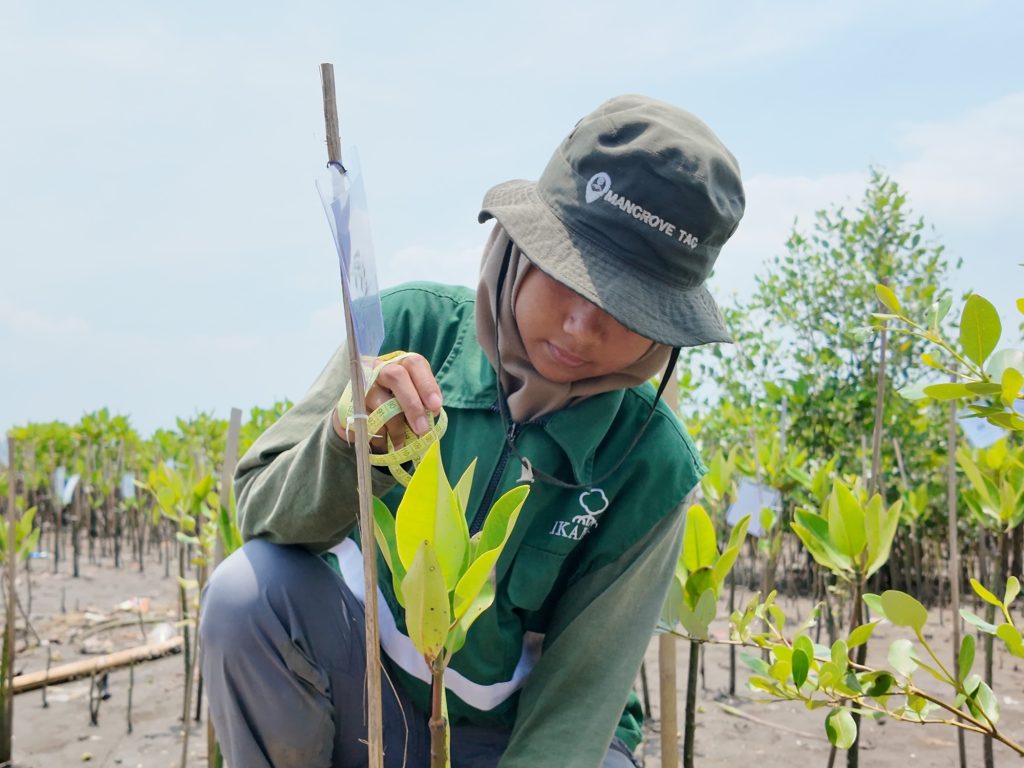 Pemantauan Adopsi Mangrove Belanda Oktober 1
