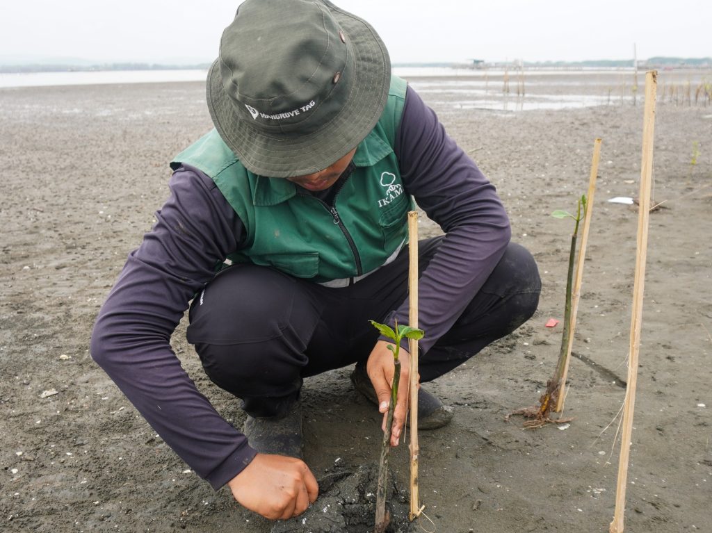 Adopsi Mangrove Shawn Gabriel 1