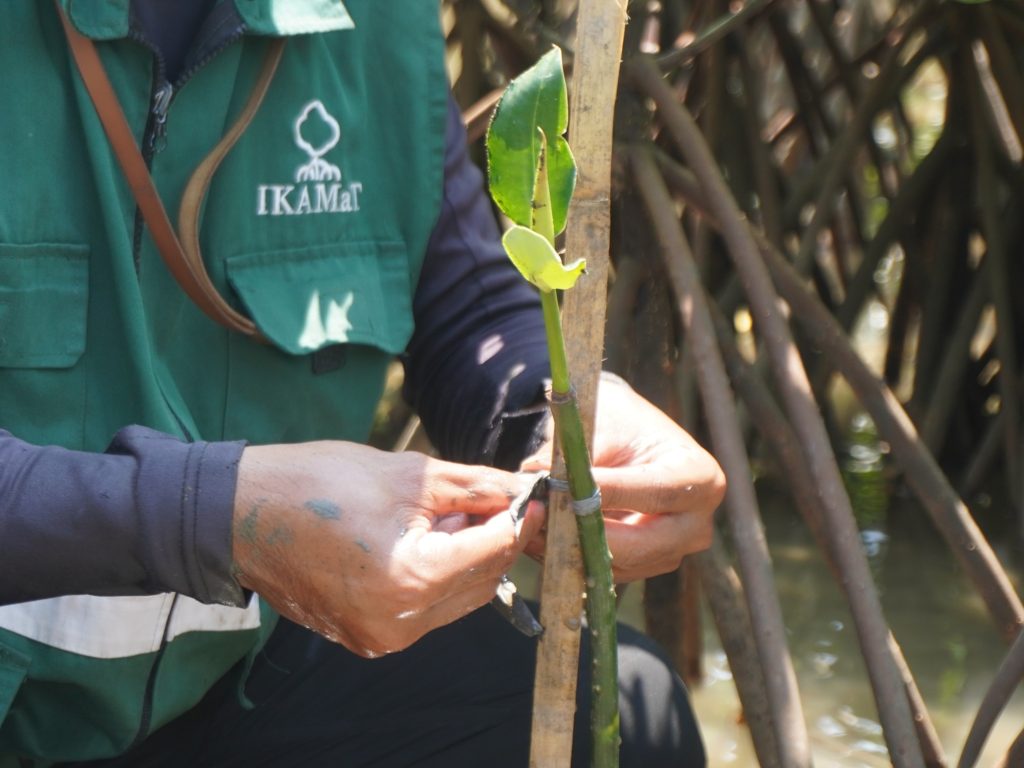 Adopsi Mangrove Rabin Angeles