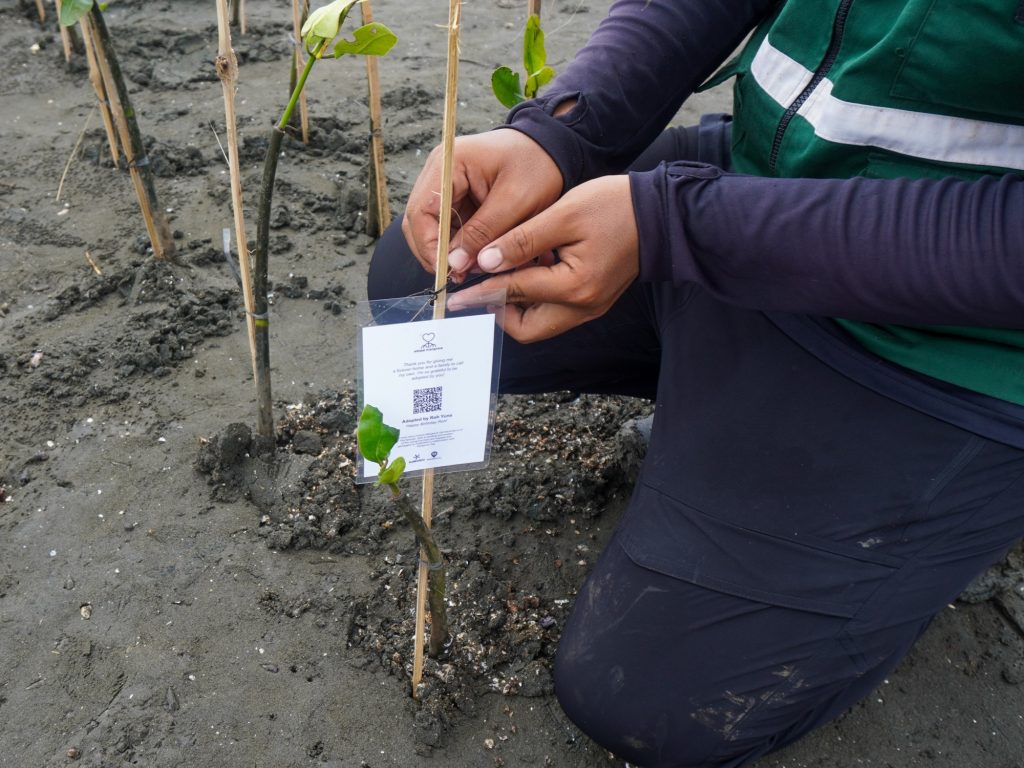 Adopsi Mangrove Roh Yuna