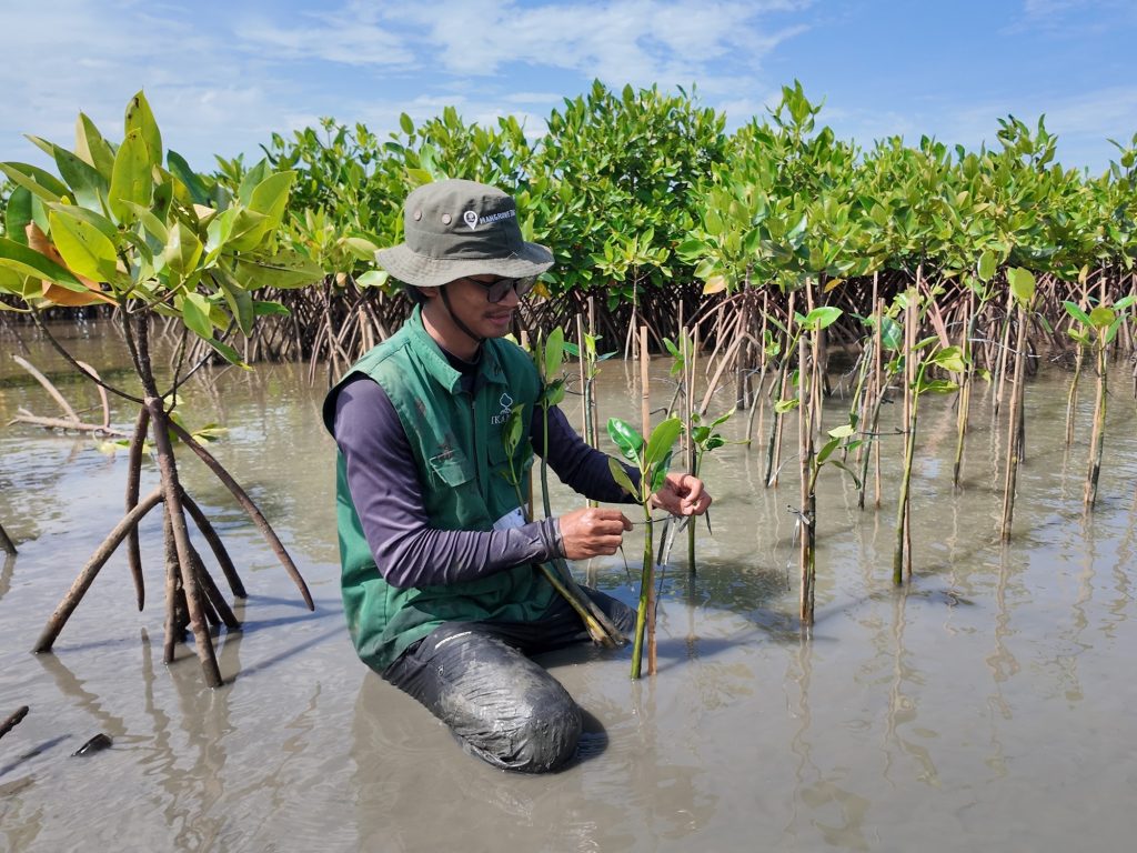 Adopsi Mangrove Roche dan Feli COC Season 2