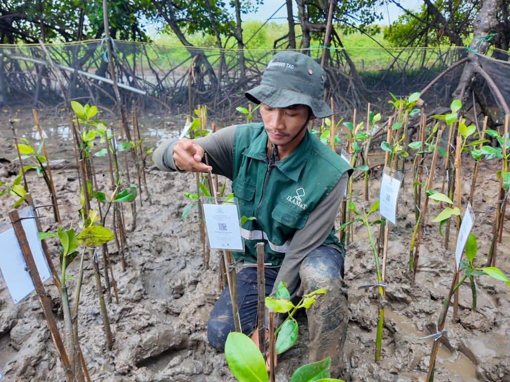 Pemantauan Adopsi Mangrove asal Belanda Januari 2026 1