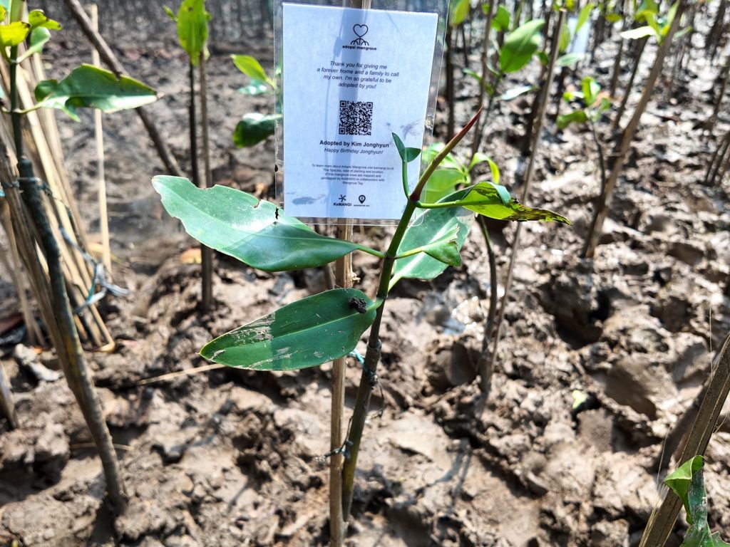 kenang-sosok-idola-yang-telah-berpulang-dengan-tebus-jejak-emisi-karbon-di-bumi-klub-penggemar-kim-jong-hyun-adopsi-delapan-bibit-mangrove-di-smc-jateng-semarang