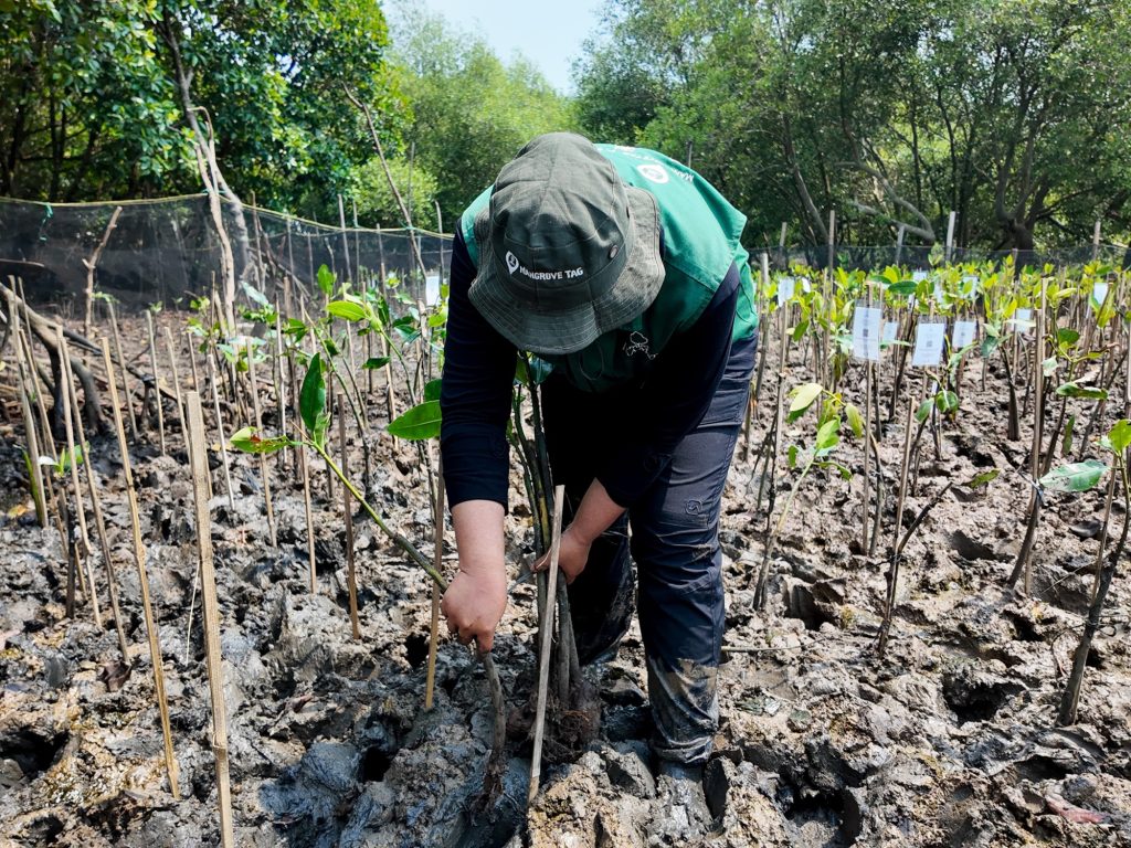 penanaman-mangrove-semarang-rayakan-ulang-tahun-idola-dengan-tebus-jejak-emisi-karbon-di-bumi-klub-penggemar-louis-lngshot-adopsi-40-bibit-mangrove1