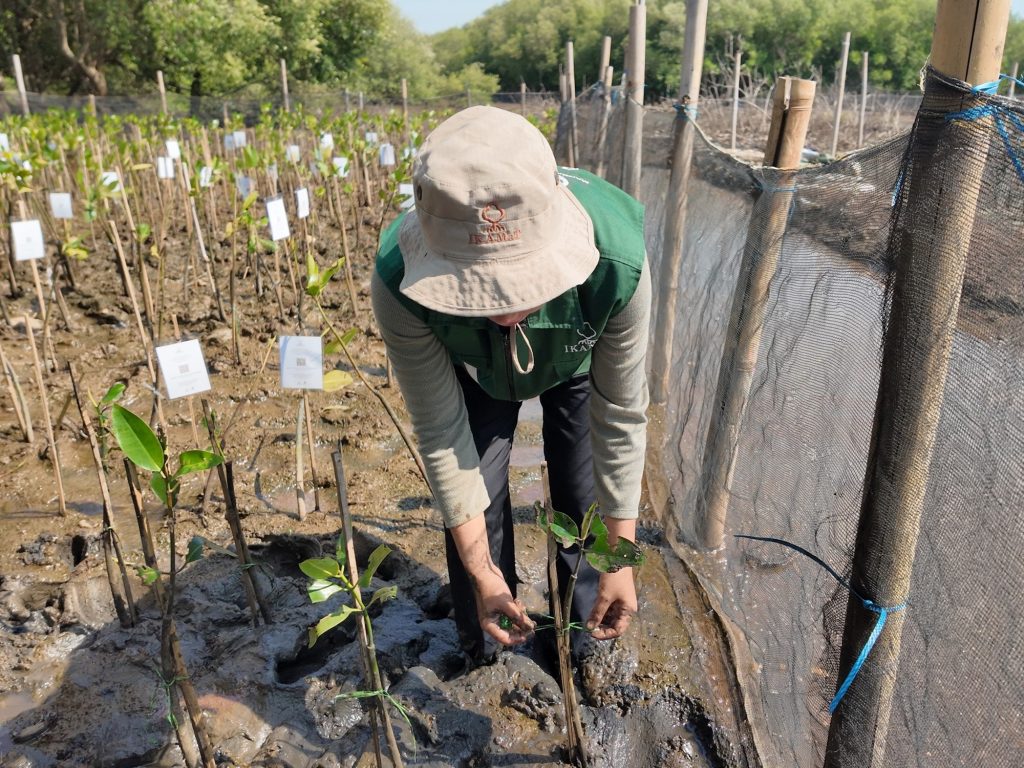 penanaman-mangrove-semarang-tebus-jejak-emisi-karbon-di-bumi-nawa-s-khalisa-pengadopsi-asal-tangerang-adopsi-empat-bibit-mangrove1