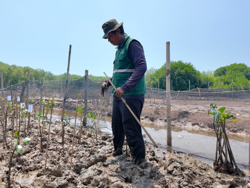 penanaman-mangrove-semarang-tebus-jejak20emisi-karbon-di-bumi-rayyan-sahl-pengadopsi-asal-jakarta-selatan-adopsi-empat-bibit-mangrove-di-smc-jateng-semarang1