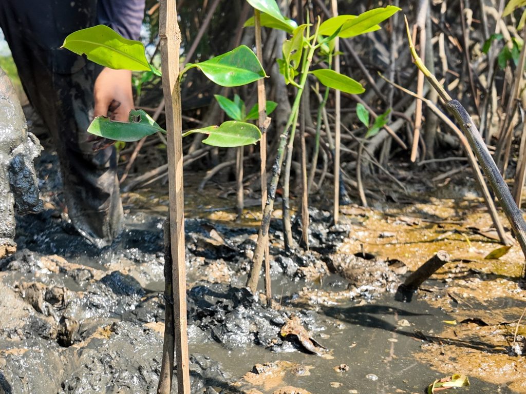 penanaman-mangrove-semarang-rayakan-ulang-tahun-idola-dengan-tebus-jejak-emisi-karbon-di-bumi-klub-penggemar-yoshinori-adopsi-empat-bibit-mangrove