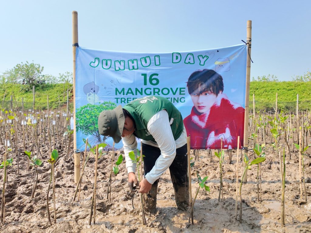 Penanaman mangrove Semarang oleh KeMANGI untuk klub penggemar Wen Junhui SEVENTEEN di Semarang Mangrove Center Jawa Tengah.