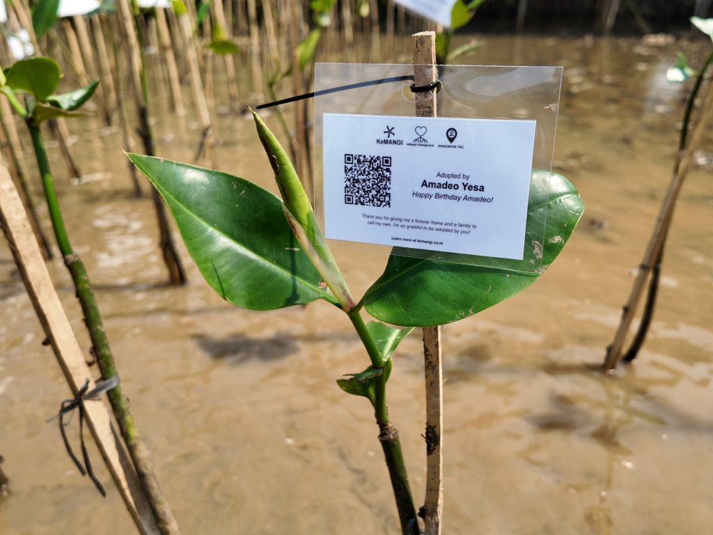 Carbon offset Indonesia melalui Program Adopsi Mangrove KeMANGI untuk tebus jejak karbon berbasis mangrove di pesisir Semarang.
