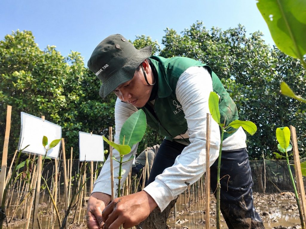 Penanaman mangrove Semarang oleh KeMANGI bersama pengadopsi Najwa Aura Tiara Artika di Semarang Mangrove Center Jawa Tengah.