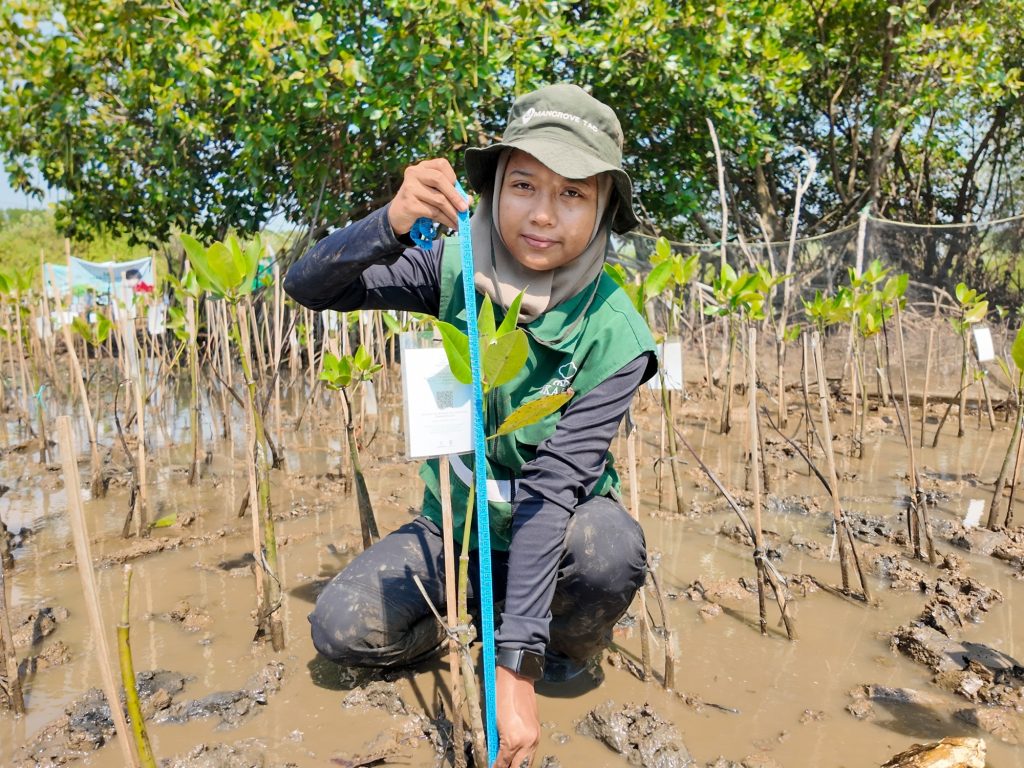Pemantauan mangrove Semarang terhadap 137 bibit hasil Adopsi Mangrove di SMC Jateng pada Juli 2026