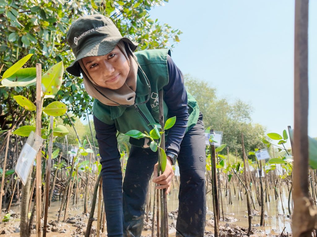 Adopsi mangrove Fiki Ismawati sekeluarga sebanyak 34 bibit di SMC Jateng Semarang.
