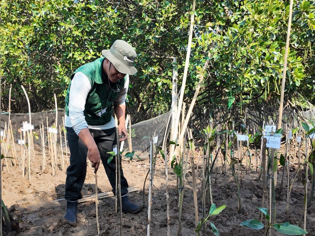 Adopsi Mangrove empat bibit sebagai hadiah dan dukungan untuk Martin dan Juhoon CORTIS di SMC Jateng, Semarang.