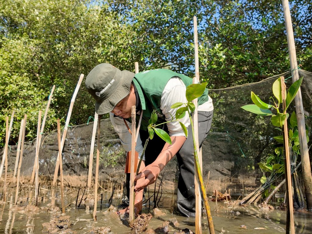 Penanaman 20 bibit mangrove sebagai aksi menghadapi dampak perubahan iklim di SMC Jateng, Semarang.